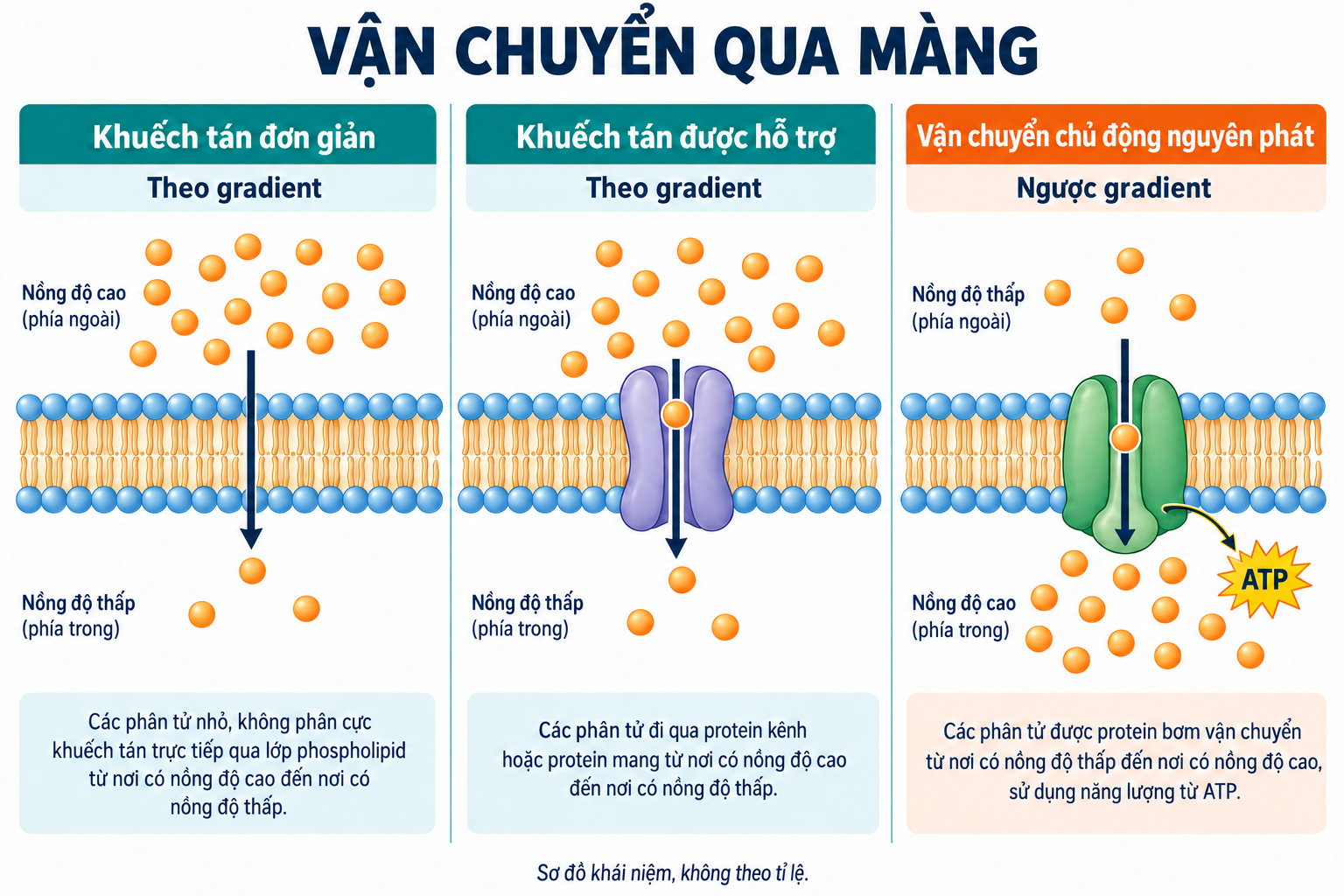 Ba sơ đồ vận chuyển qua màng: khuếch tán đơn giản, khuếch tán được hỗ trợ và vận chuyển chủ động nguyên phát ngược gradient.