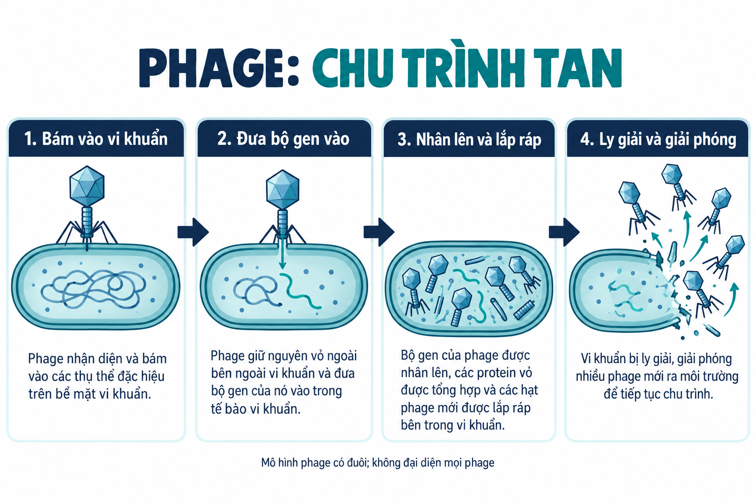 Bacteriophage là gì? Vì sao phage đang được quan tâm trong kiểm soát vi khuẩn kháng kháng sinh?