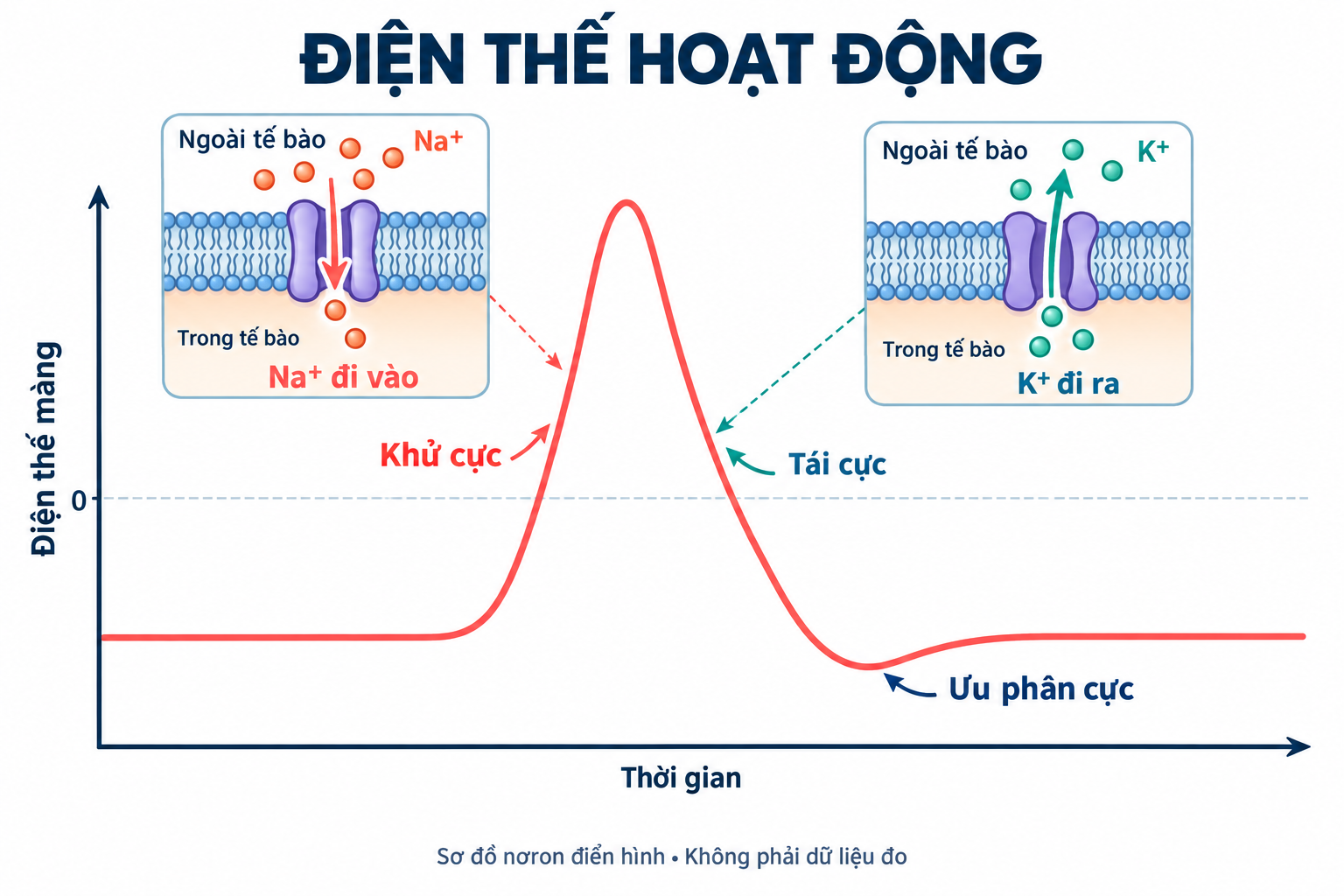 Đường cong điện thế hoạt động minh họa khử cực, tái cực, ưu phân cực, Na⁺ đi vào và K⁺ đi ra.