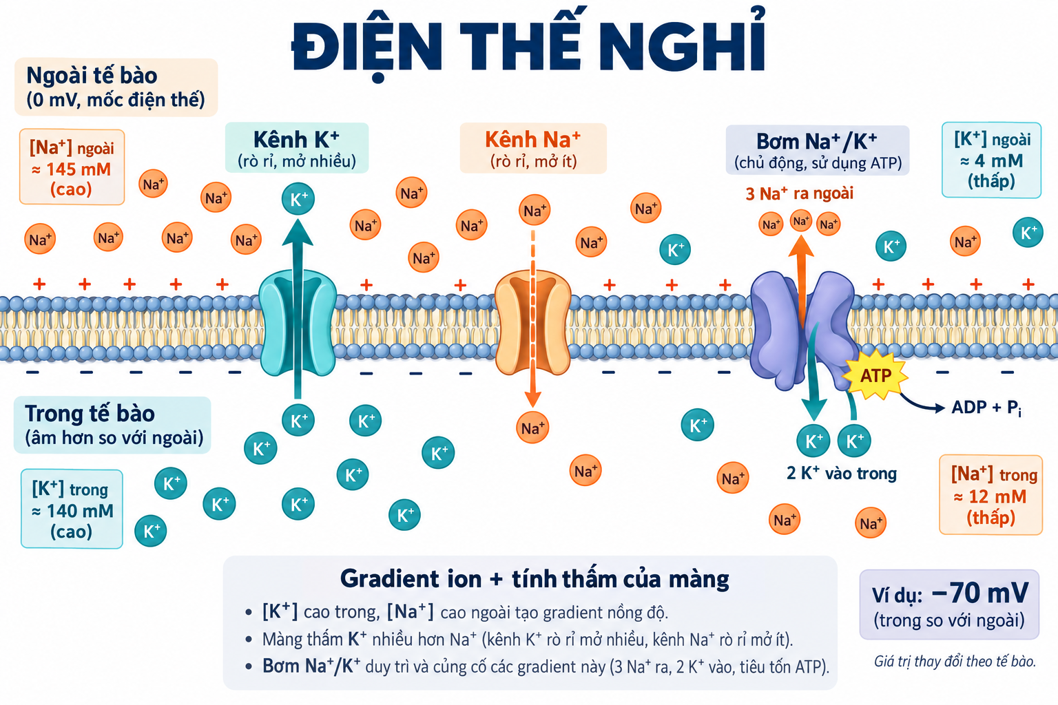 Màng neuron với Na⁺ cao ở ngoài, K⁺ cao ở trong, dòng rò qua kênh và bơm đưa 3 Na⁺ ra, 2 K⁺ vào sử dụng ATP.