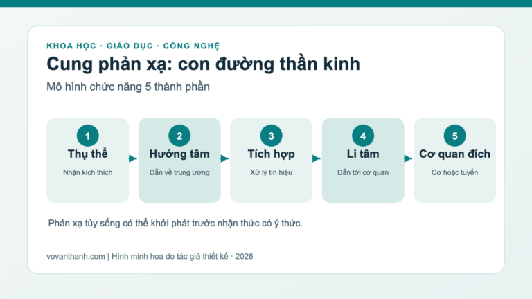 Sơ đồ cung phản xạ với 5 thành phần từ thụ thể đến cơ quan đáp ứng.